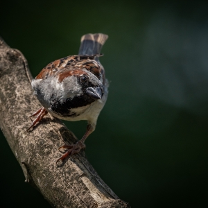 Redwell   15 06 2020   D500   Les 471.jpg